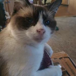 Meet your Posher, Shelia